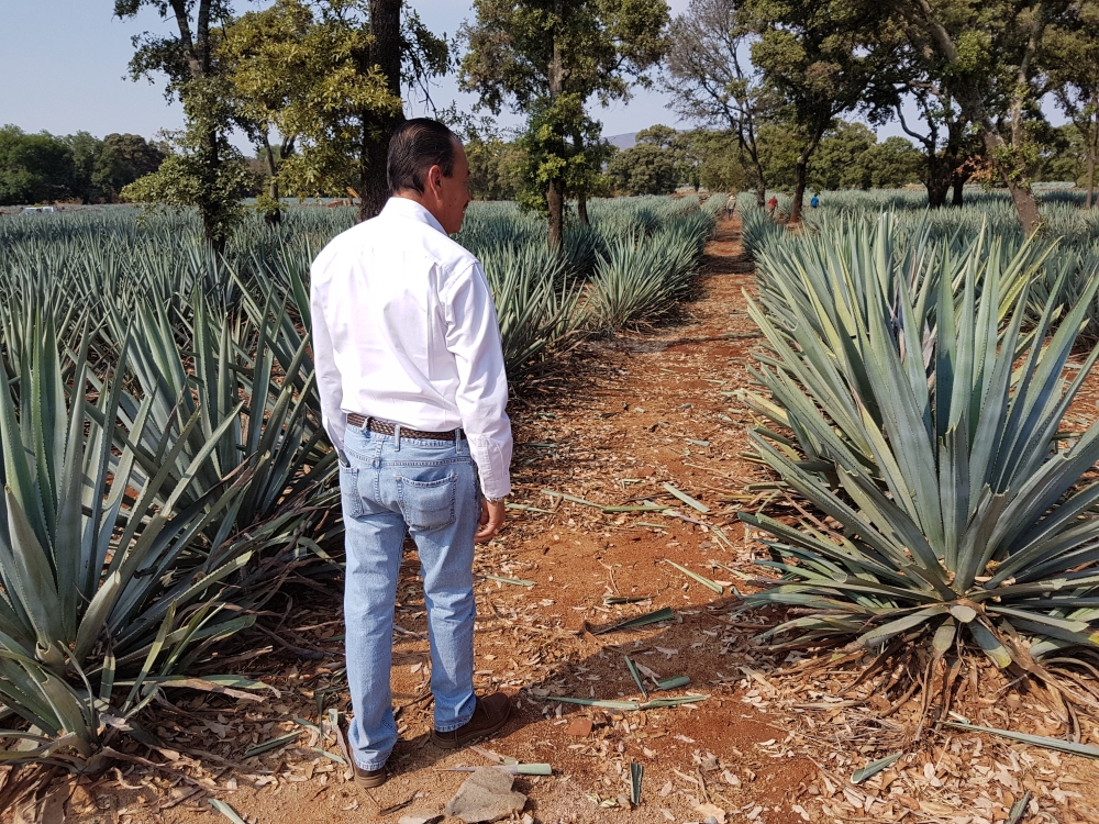 Carlos Camarena in his blue agave fields, photo by Mike Gerrard